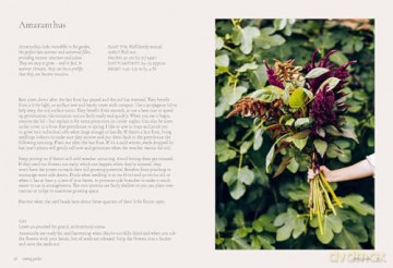 Seeds: Grow Your Own Cut Flowers from Scratch (The Grower's Guide) - Milli Proust [KSIĄŻKA]