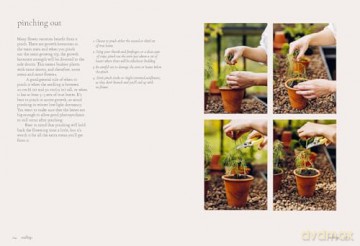 Seeds: Grow Your Own Cut Flowers from Scratch (The Grower's Guide) - Milli Proust [KSIĄŻKA]