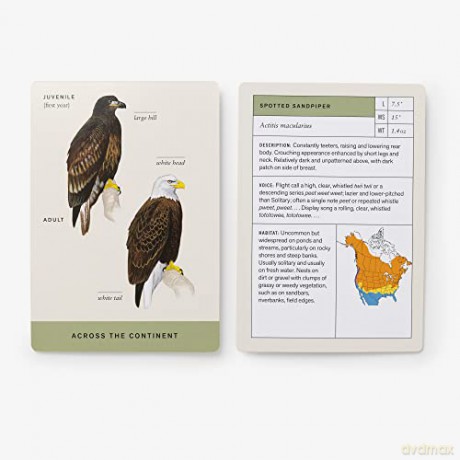 Sibley Backyard Birding Flashcards, Revised and Updated: 100 Common Birds of Eastern and Western North America - David Allen Sibley [KSIĄŻKA]
