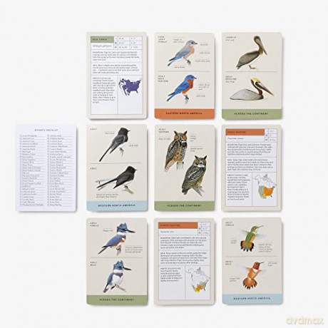 Sibley Backyard Birding Flashcards, Revised and Updated: 100 Common Birds of Eastern and Western North America - David Allen Sibley [KSIĄŻKA]