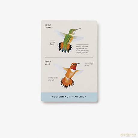 Sibley Backyard Birding Flashcards, Revised and Updated: 100 Common Birds of Eastern and Western North America - David Allen Sibley [KSIĄŻKA]