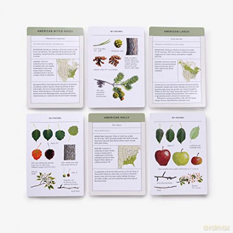 Sibley Tree Identification Flashcards: 100 Trees of North America - David Allen Sibley [KSIĄŻKA]