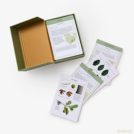 Sibley Tree Identification Flashcards: 100 Trees of North America - David Allen Sibley [KSIĄŻKA]