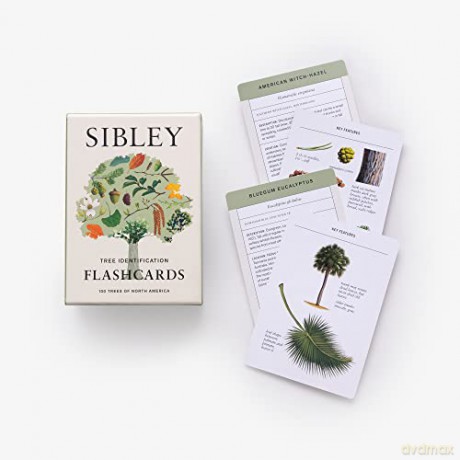 Sibley Tree Identification Flashcards: 100 Trees of North America - David Allen Sibley [KSIĄŻKA]