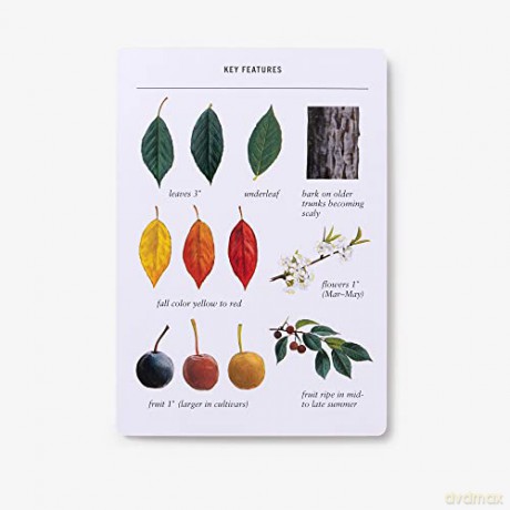 Sibley Tree Identification Flashcards: 100 Trees of North America - David Allen Sibley [KSIĄŻKA]