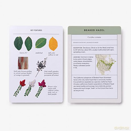Sibley Tree Identification Flashcards: 100 Trees of North America - David Allen Sibley [KSIĄŻKA]