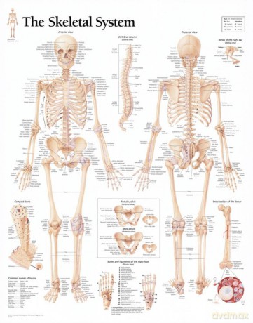 Skeletal System Laminated Poster [KSIĄŻKA]