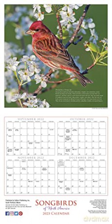 Songbirds of North America 2023 Calendar (WALL 16 MONTH) [KALENDARZ]