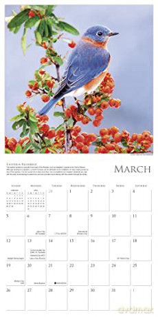 Songbirds of North America 2023 Calendar (WALL 16 MONTH) [KALENDARZ]