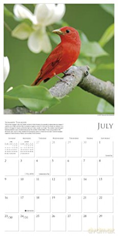 Songbirds of North America 2023 Calendar (WALL 16 MONTH) [KALENDARZ]