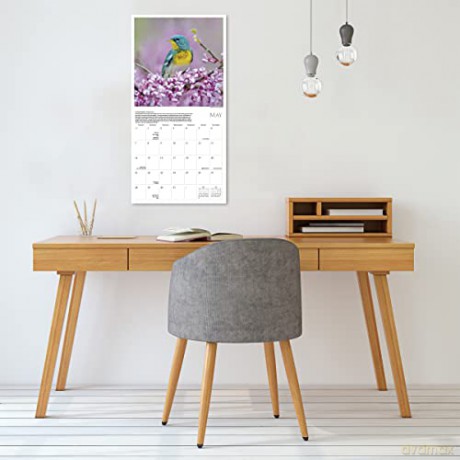 Songbirds of North America 2023 Calendar (WALL 16 MONTH) [KALENDARZ]