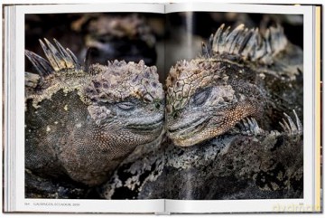 Steve McCurry. Animals - Reuel Golden [KSIĄŻKA]