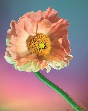 Still Life Notecards: 20 Notecards and Envelopes - Doan Ly [KALENDARZ]