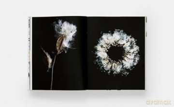 STILL: The Art of Noticing - Mary Jo Hoffman [KSIĄŻKA]