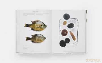 STILL: The Art of Noticing - Mary Jo Hoffman [KSIĄŻKA]