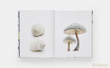 STILL: The Art of Noticing - Mary Jo Hoffman [KSIĄŻKA]