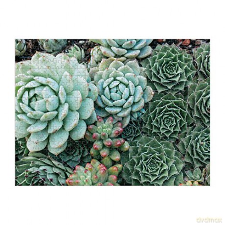 Succulent Garden 2-sided 500pc Puzzle - Sarah McMenemy [PUZZLE]