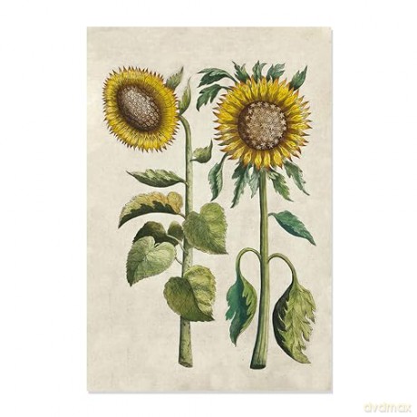 Sunflowers - 12 Blank Note Cards: 12 Blank Cards in 6 Designs with 12 Envelopes in a Keepsake Box - Tuttle Studio [KSIĄŻKA]
