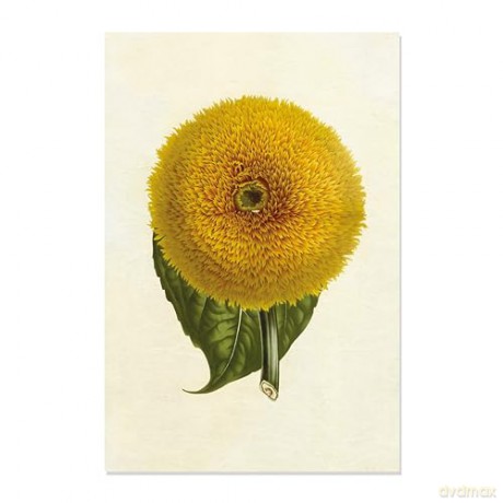 Sunflowers - 12 Blank Note Cards: 12 Blank Cards in 6 Designs with 12 Envelopes in a Keepsake Box - Tuttle Studio [KSIĄŻKA]