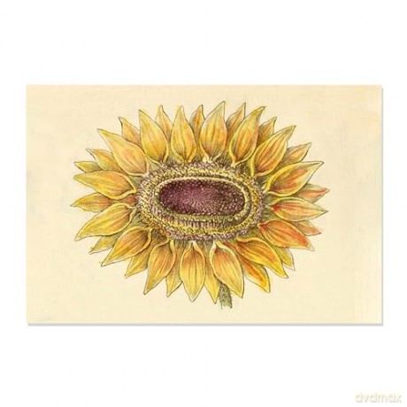 Sunflowers - 12 Blank Note Cards: 12 Blank Cards in 6 Designs with 12 Envelopes in a Keepsake Box - Tuttle Studio [KSIĄŻKA]