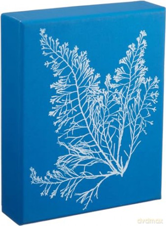 Sunprint Notecards: The Cyanotypes of Anna Atkins - Benjamin English [KALENDARZ]