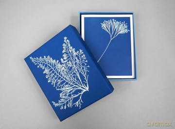 Sunprint Notecards: The Cyanotypes of Anna Atkins - Benjamin English [KALENDARZ]