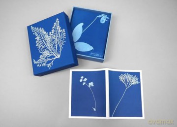 Sunprint Notecards: The Cyanotypes of Anna Atkins - Benjamin English [KALENDARZ]