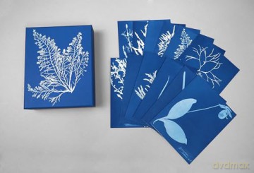 Sunprint Notecards: The Cyanotypes of Anna Atkins - Benjamin English [KALENDARZ]