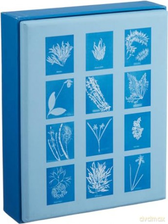 Sunprint Notecards: The Cyanotypes of Anna Atkins - Benjamin English [KALENDARZ]
