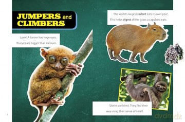 Super Surprising Trivia About Rainforest Animals (Super Surprising Trivia You Can't Resist) - Megan Cooley Peterson [KSIĄŻKA]