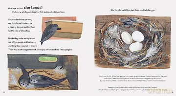 Super Swifts: The Small Bird With Amazing Powers (Nature Storybooks) - Justin Anderson [KSIĄŻKA]