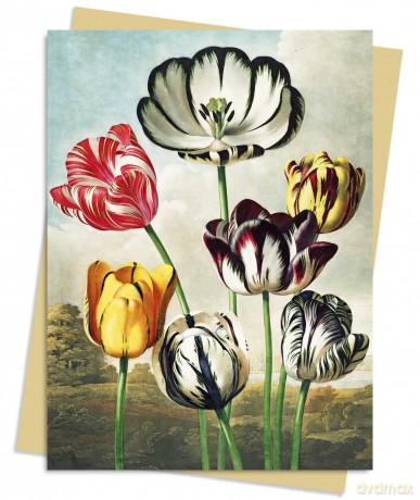 Temple of Flora: Tulips Greeting Card Pack: Pack of 6 (Greeting Cards) - Flame Tree Studio [KSIĄŻKA]