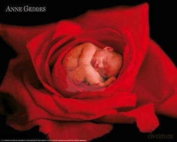 Anne Geddes - red rose - Anne Geddes [PLAKAT]