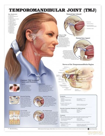 Temporomandibular Joint (TMJ) Anatomical Chart - Anatomical Chart Company [KSIĄŻKA]
