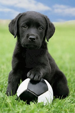 Dog Labrador Football [PLAKAT]