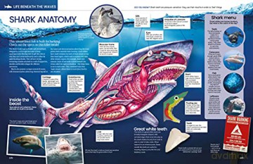 The Big Book Of The Ocean: Discover the Secrets of the Earth's Amazing Seas - Sona [KSIĄŻKA]