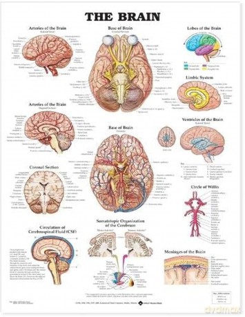 The Brain - Anatomical Chart Co. [KSIĄŻKA]