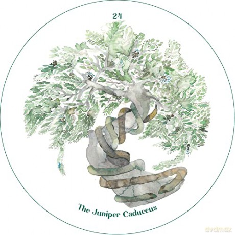 The Cantigee Oracle: An Ecological Spiritual Guide and Creative Prompt Deck - Rae Diamond [KSIĄŻKA]