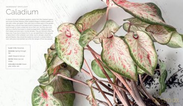 The Container Garden Recipe Book: 57 Designs for Pots, Window Boxes, Hanging Baskets, and More - Lana Williams [KSIĄŻKA]