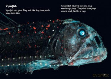 The Deep: Phase 5 Set 4 (Big Cat Phonics for Little Wandle Letters and Sounds Revised - Age 7+) - Inbali Iserles [KSIĄŻKA]