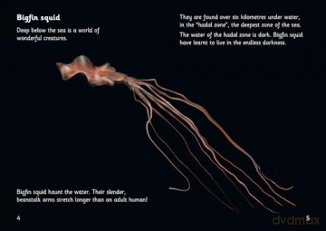 The Deep: Phase 5 Set 4 (Big Cat Phonics for Little Wandle Letters and Sounds Revised - Age 7+) - Inbali Iserles [KSIĄŻKA]
