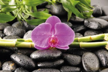 Orchidea [PLAKAT]