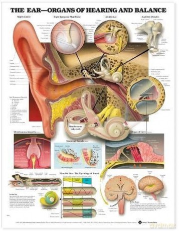 The Ear: Organs of Hearing and Balance: Organs of Hearing and Balance Anatomical Chart - Anatomical Chart Company [KSIĄŻKA]