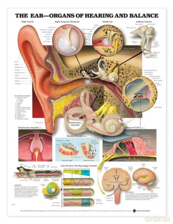 The Ear: Organs of Hearing and Balance: Organs of Hearing and Balance Anatomical Chart [KSIĄŻKA]
