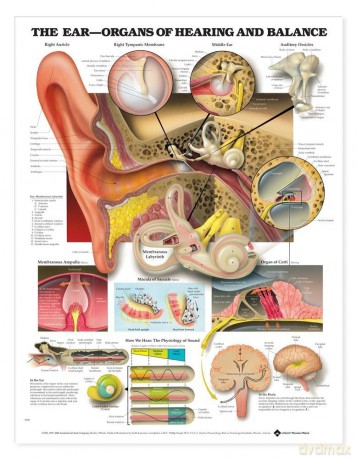 The Ear: Organs of Hearing and Balance: Organs of Hearing and Balance Anatomical Chart [KSIĄŻKA]