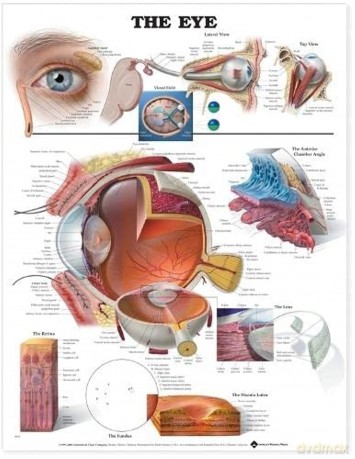 The Eye - Anatomical Chart Company [KSIĄŻKA]