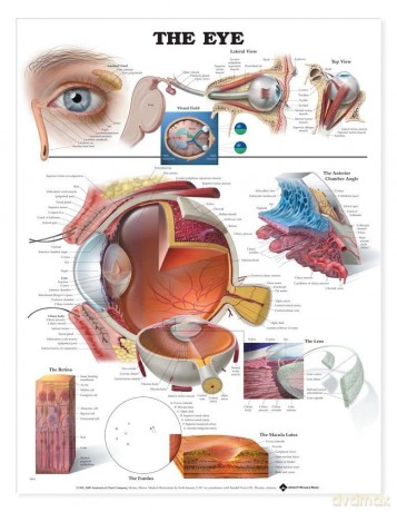 The Eye - Anatomical Chart Company [KSIĄŻKA]