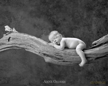 Śpioch na drzewie - Anne Geddes [PLAKAT]