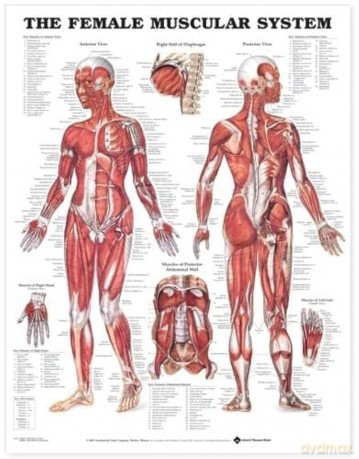 The Female Muscular System (Laminated) [KSIĄŻKA]