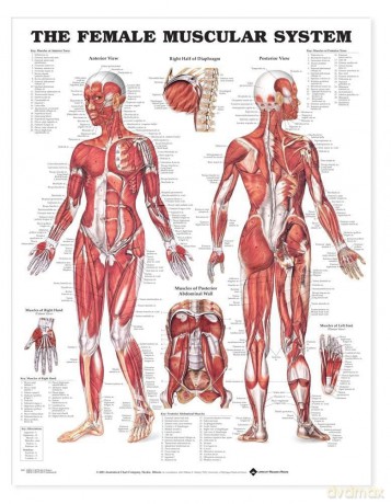 The Female Muscular System (Laminated) [KSIĄŻKA]